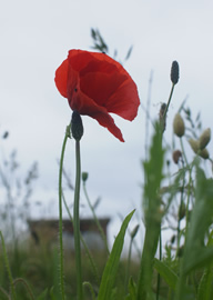 Field poppy with second world war look out hut in the background